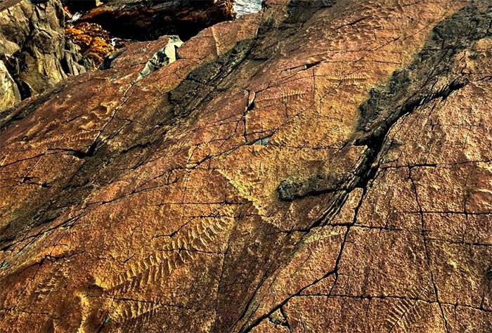 Mistaken Point. Fósiles en rocas de la costa. © Mistaken Point Ambassadors Inc/ Barrett & MacKay/UNESCO