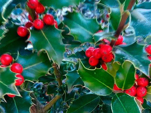 El acebo, otra planta clásica de la Navidad e incluso de la Semana Santa tradicional del norte de España. Imagen de Guiarte.com