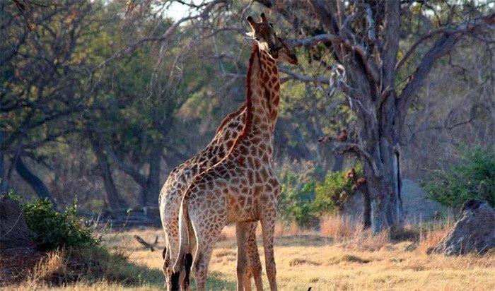 Malos tiempos para las jirafas. Giraffa camelopardalis. IUCN Photo Library © Alicia Wirz
