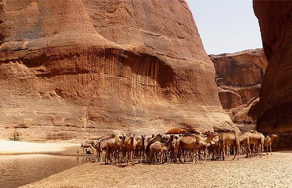 Camellos en la guelta de Archei. macizo de Ennedi, Chad. © Comité Technique/ Sven Oehm/UNESCO