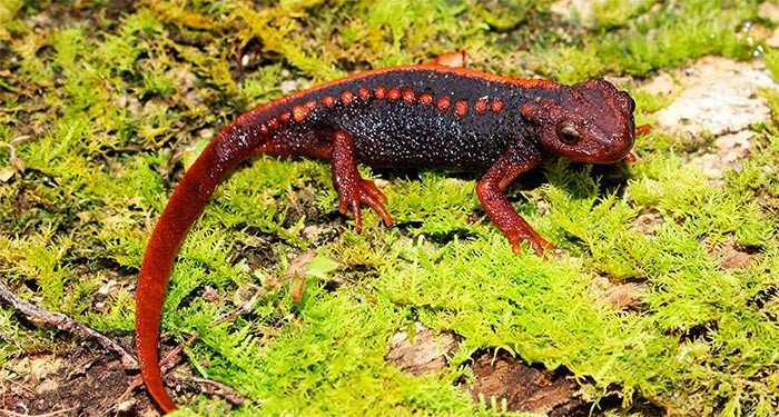 La salamandra descubierta en la provincia tailandesa de Chiang Rai, Tylototriton anguliceps ©Nguyen Quang Truong /WWF