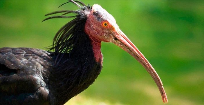 En la antigüedad  al ibis eremita se le llamó cuervo calvo por tener su cabeza prácticamente desplumada. Imagen de BirdLife.