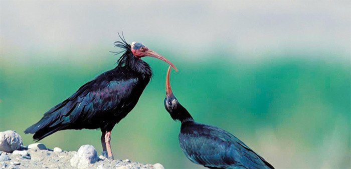 Pareja de ibis eremita. Imagen de BirdLife.
