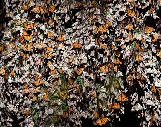 Mariposas monarca en uno de los santuarios de la Reserva de la Biosfera Mariposa Monarca. Pablo Cervantes. WWF. Fundación Telmex-Telcel