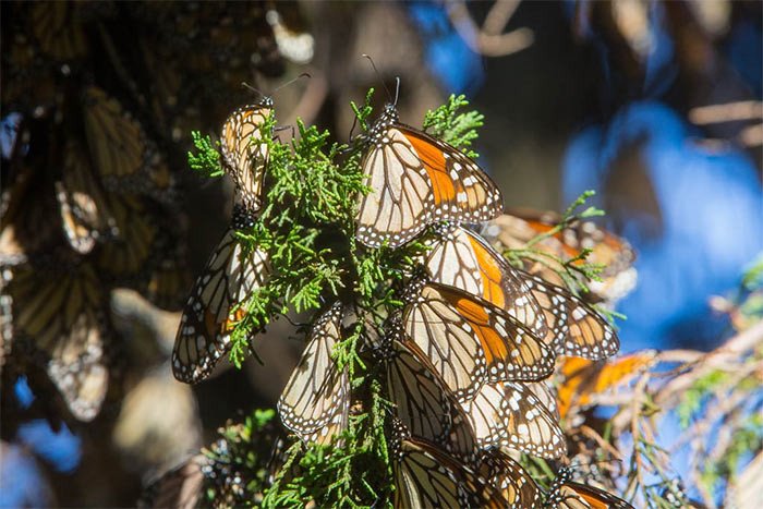 Mariposas monarca en los santuarios de Michoacán. Alianza WWF-Telcel