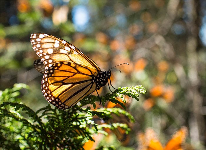 Mariposa Monarca, en Michoacán. Alianza WWF-Telcel