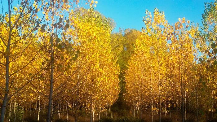 Chopera en otoño, en el valle del Tuerto. Imagen de Guiarte.com