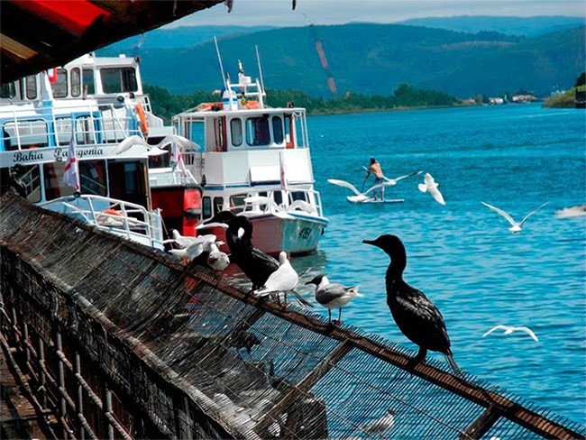 Los cormoranes contemplan la actividad de los puestos de pescado, desde la orilla del río  Callecalle. Guiarte.com/Luis Alvarez