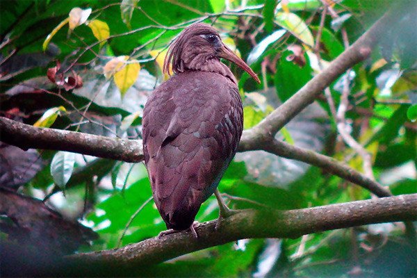 El pequeño ibis de Santo Tomé, en peligro crítico. Photo: Nik Borrow/BirdLife