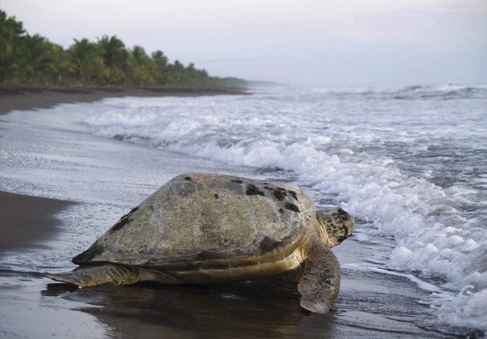 Marzo es el mes idóneo para observar el desfile de tortugas lora en el Pacífico y tortugas baula en el Caribe.