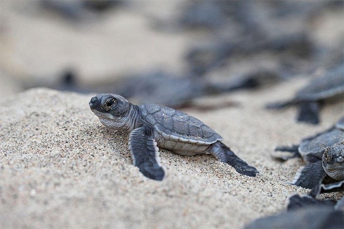 Una pequeña cría de tortuga verde emprende su camino al mar para evitar la deshidratación y a los depredadores.