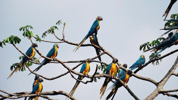 La Asociación Armonía (BirdLife Bolivia) ha realizado un interesante trabajo de apoyo al guacamayo Barba Azul ©Tjalle Boorsma/Asociación Armonía