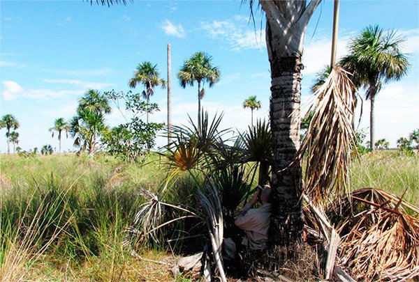 Tjalle Boorsma, escondido, controla el tronco seco de una palmera donde se halló un anidamiento de guacamayo. © Luis Miguel Ortega/Asociación Armonía