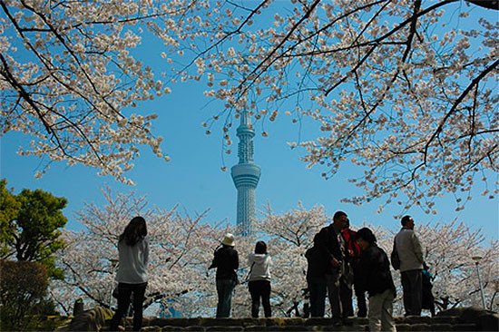 El Tokyo Skytree, rodeado por los cerezos del parque Sumida. Foto http://www.gotokyo.org/