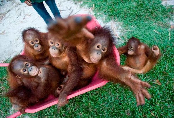 Bebés orangutanes recogidos en la Orangutan Survival Foundation. Borneo. Una especie en grave peligro por la destrucción del hábitat forestal. Greenpeace / Natalie Behring