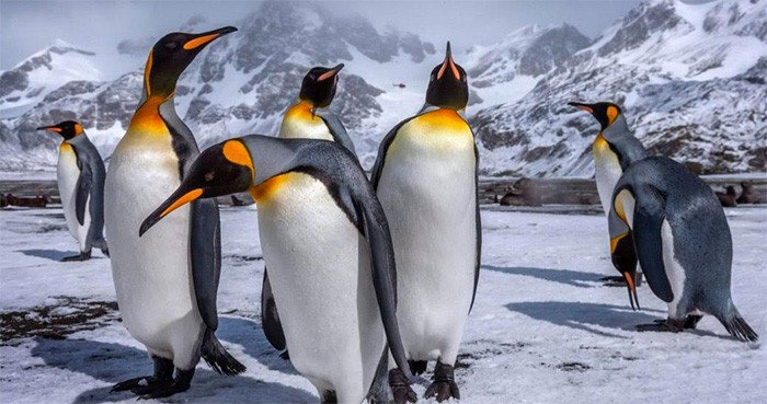Los pingüinos están en franca regresión en los mares del hemisferio Sur. O. Prince/princeimages.co.uk/BirdLife