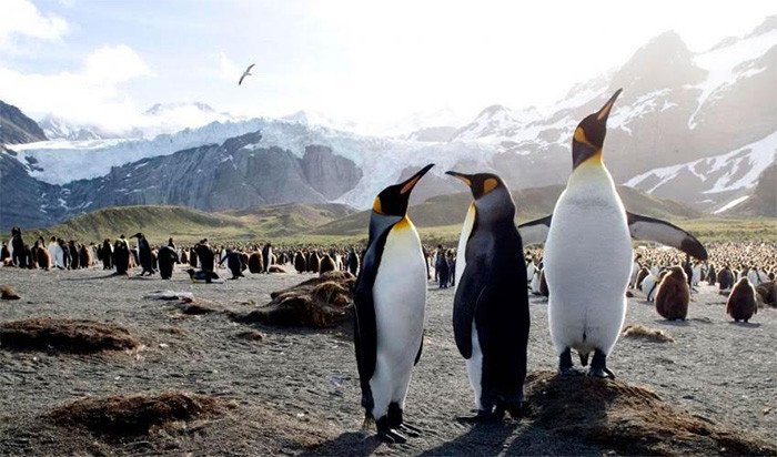 Los pingüinos están entre los grandes beneficiarios de la protección del Mar de Ross. John Weller john@lastocean.com/UICN