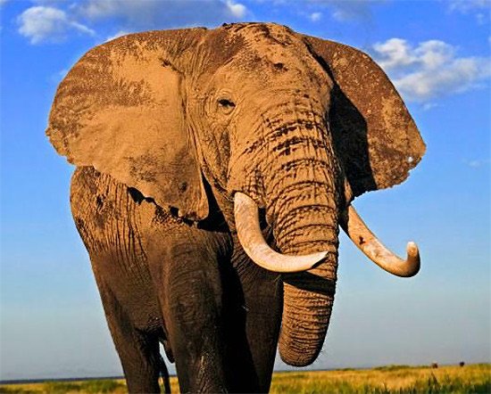 El elefante africano (Loxodonta africana) ha sido diezmado para obtener el marfil de sus colmillos. Nacional Amboseli, Kenia. Martin Harvey / WWF