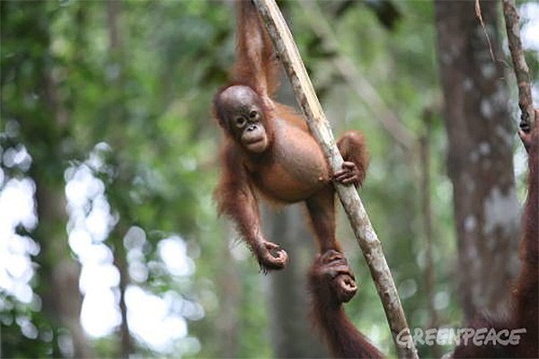 Bebé de orangután en una reserva de Indonesia. Numerosas especies han visto como los bosques donde habitaban han sido destruidos para la plantación de aceite de palma.
