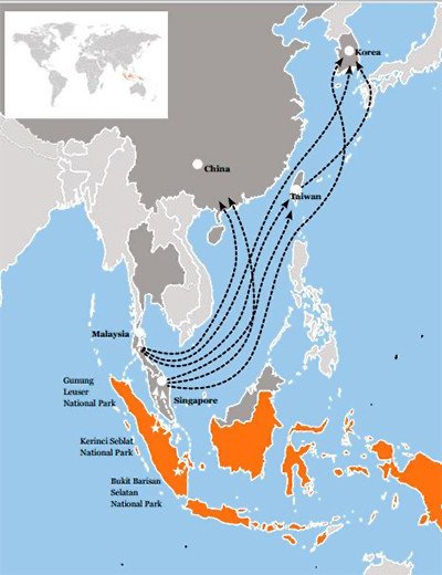Las líneas de tráfico del Tigre de Sumatra. Informe Halting the illegal trade of cites species from world heritage sites. Guiarte.com