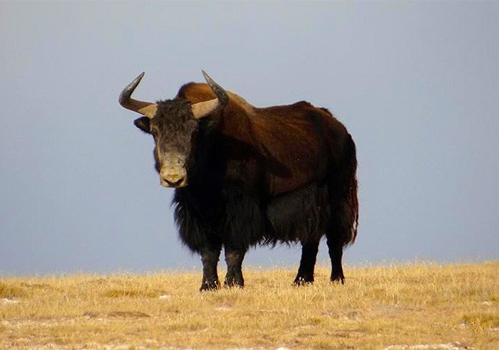 Qinghai Hoh Xil, China - Tibetan wild yak