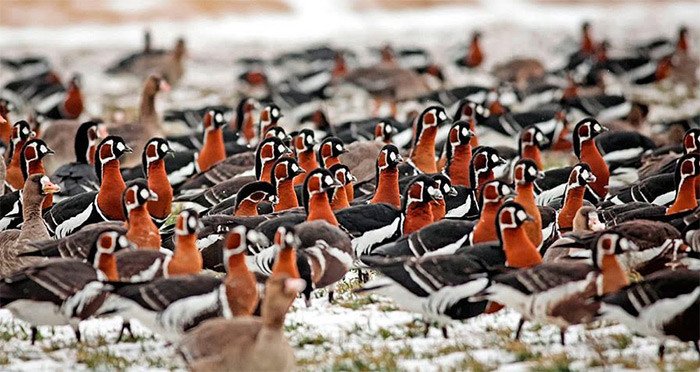 Grupo de aves de la barnacla cuellirroja. Daniel Mitev/BirdLife