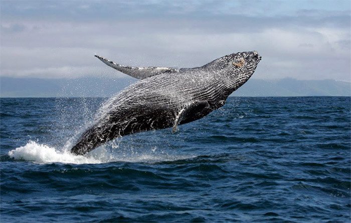 Nueva oferta para acercarse al mundo de las ballenas, promovida por E-Ko Tours en el Queen Charlotte Sound. Imagen de Turismo de Nueva Zelanda.
