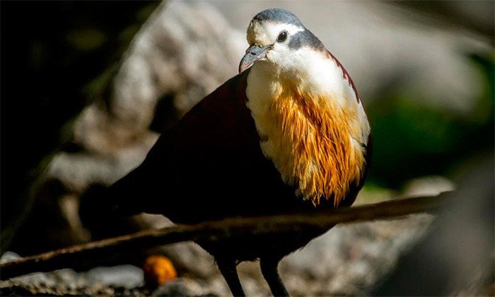 La paloma perdiz de Tuamotu (Alopecoenas erythropterus),  localmente Tutururu, es una de las aves más escasas del planeta con menos de 200 individuos. Marie-Helene Burle. BirdLife