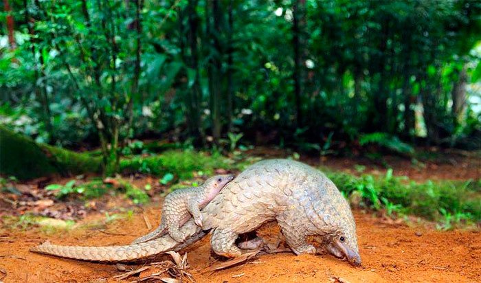 El Manis javanica, pangolín malayo, es uno de los mamíferos más afectados por el tráfico ilegal. Imagen de Wildlife Reserves Singapore