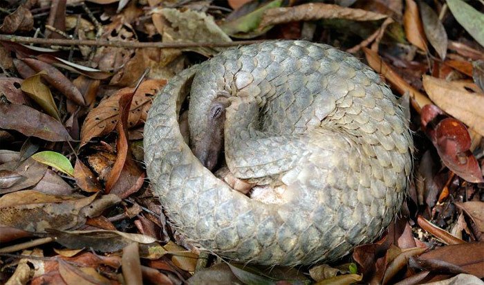 El pangolín malayo se hace una bola, protegiendo sus partes blandas,  como sistema de defensa. Imagen de Wildlife Reserves Singapore