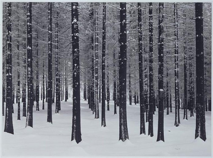 Albert Renger-Patzsch, Fir Trees in Winter, 1956.