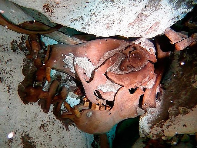 Cráneo de perezoso gigante in situ. Foto: Vicente Fito, INAH.