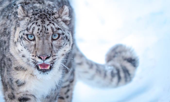 El leopardo de las nieves, un bello felino clasificado como En peligro de extinción © Mohammad Osama / WWF-Pakistan