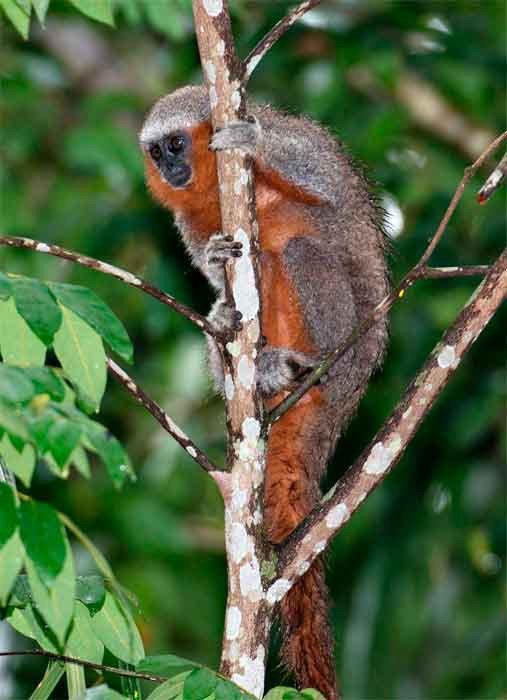 Titi cola de fuego (Plecturocebus miltoni), una de las nuevas especies descritas en la Amazonía  © Adriano Gambarini/WWF;