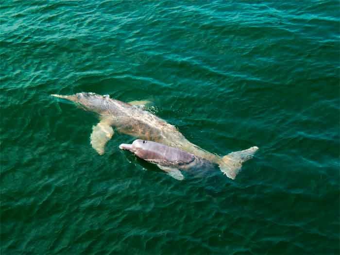 Ejemplares de Inia araguaiaensis, un delfín rosado de río recién descubierto por la ciencia en la Amazonía. © Gabriel Melo-Santos/WWF