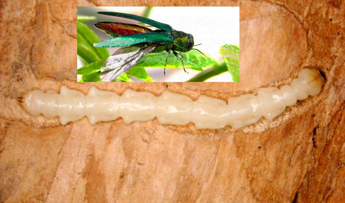 El Agrilus planipennis, en sus fases larvaria y de escarabajo. Imagen  Pennsylvania Department of Conservation and Natural Resources via Wikimedia Commons/UICN