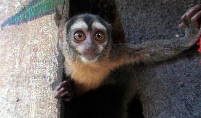 Entre los animales cuya situación ha empeorado está el mono nocturno o Musmuki (Aotus nancymaae), primate del bosque amazónico). Imagen de Ben Lybarger/IUCN