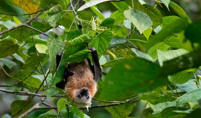 También empeora la situación del murciélago volador de Rennell (Pteropus rennelli), endémico de la isla Rennell en las islas Salomón. Imagen Lars Petersson/IUCN
