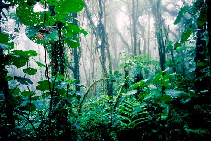 La Ruta pasa por el bosque tropical húmedo, cerca de volcanes y por terrenos de tierra, asfalto, barro, arena y cenizas volcánicas. Imagen de Turismo de Costa Rica