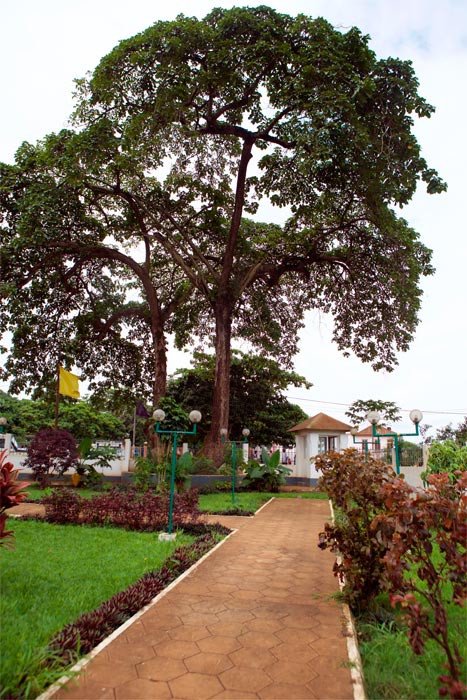 El Yala Nkuwu, árbol sagrado donde se recibía a los huéspedes del manicongo. © INPC/ Joost De Raeymaeker/UNESCO