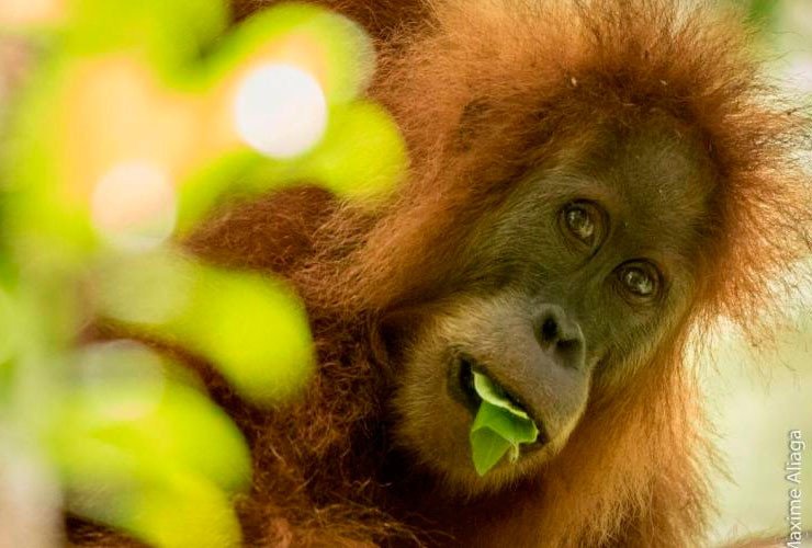 Nueva especie de orangután: Pongo tapanuliensis. Imagen Sumatran Orangutan Conservation Programme (SOCP) Batang Toru Programme