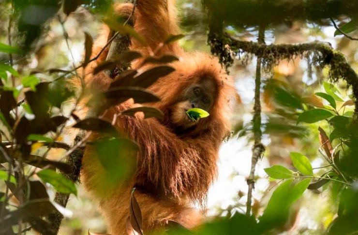 El orangután de Tapanuli se halló en los bosques de Batang Toru en Sumatra. Imagen Sumatran Orangutan Conservation Programme (SOCP) Batang Toru Programme