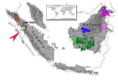 La revista científica Current Biology informa de la nueva especia de orangután, clasificada, que habita en la zona señalada por la flecha roja