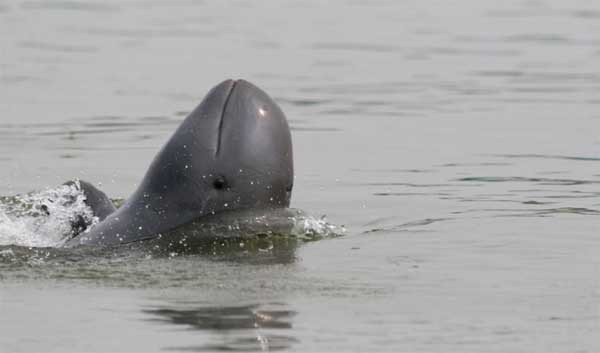 El  escaso delfín del Irawadi (Orcaella brevirostris) pasó de la categoría Vulnerable a En Peligro. Imagen Isabel Beasley/UICN