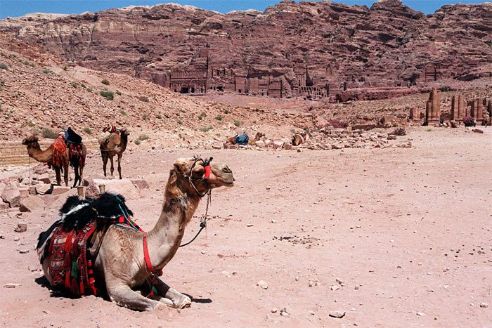 Los flujos turísticos se recuperan en Oriente Medio y Norte de Africa, según la OMT. Camellos en Petra, Jordania. Imagen de Guiarte.com