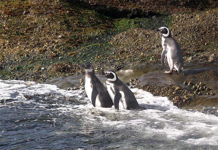 Pinguinos a la orilla del mar, en los  Islotes Tuckers. Imagen de Beatriz Alvarez. Guiarte.com