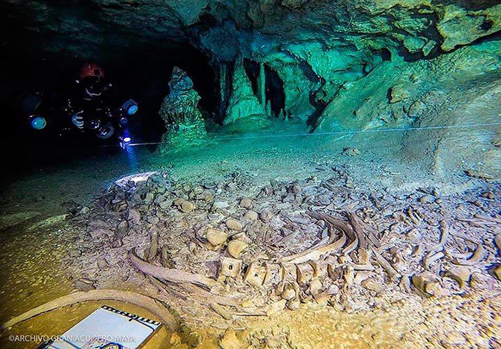 Detectan un sistema subterráneo inundado, de unos 347 kilómetros, con vestigios humanos y de fauna ya extinta. Imagen Instituto Nacional de Antropología e Historia (INAH)