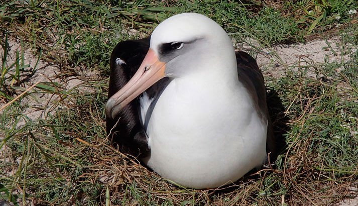 Wisdom incubando el huevo, en el atolón de Midway. Imagen de U.S. Fish & Wildlife Service