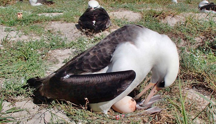 Wisdom cuida del huevo, en el atolón de Midway. Imagen de U.S. Fish & Wildlife Service