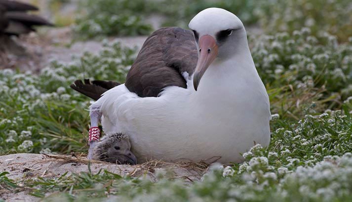 Wisdom con el polluelo de una semana de vida, en el atolón de Midway. Imagen de U.S. Fish & Wildlife Service